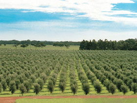 Fini Olives - Accommodation in Bendigo 0