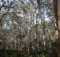Boranup Karri Forest - Accommodation in Bendigo