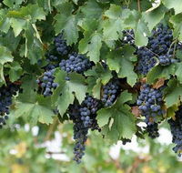 Capel Vale Wines - Accommodation in Bendigo