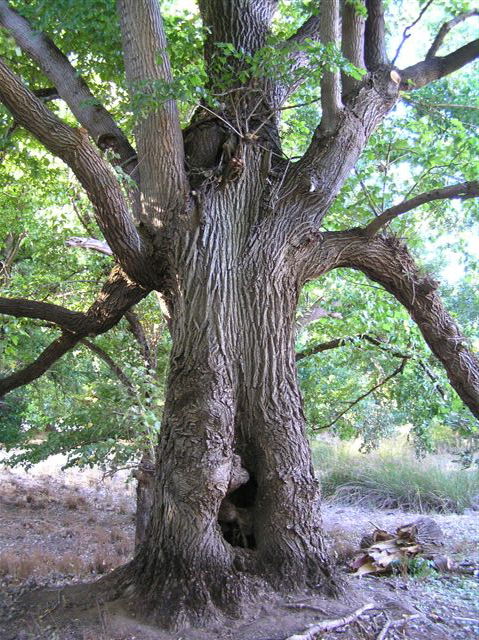 Golden Valley Tree Park - Accommodation in Bendigo 2