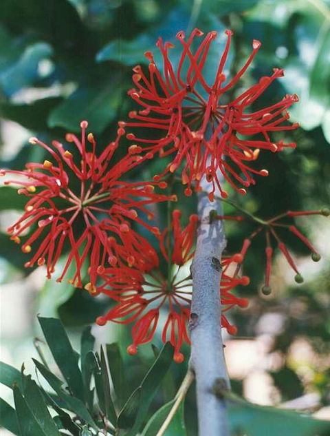 Golden Valley Tree Park - Accommodation in Bendigo 4