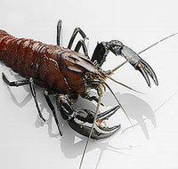 Andermel Marron - Accommodation in Bendigo