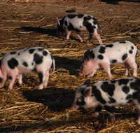 Will's Rare Breeds Farm - Accommodation in Bendigo