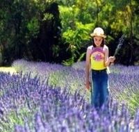 Brayfield Park Lavender Farm - Accommodation in Bendigo