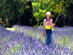 Brayfield Park Lavender Farm - Accommodation in Bendigo 0
