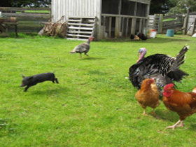 Echo Farm - Accommodation in Bendigo 0