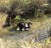 Tamar Island Wetlands Reserve and Interpretation Centre - Accommodation in Bendigo