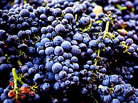 Laurel Bank Vineyard - Accommodation in Bendigo 0