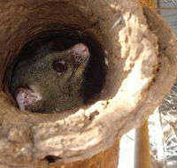 Mulga Sanctuary and Wildlife Park - Accommodation in Bendigo