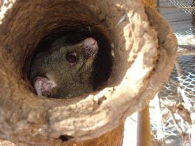 Mulga Sanctuary And Wildlife Park - Accommodation in Bendigo 0