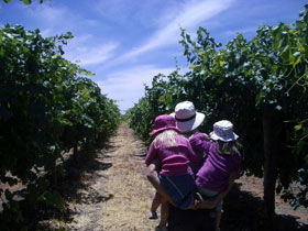 McLaren Vale Orchards - Accommodation in Bendigo 0