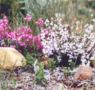 Stokes Bay Bush Garden - Accommodation in Bendigo