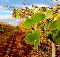Mirabella Vineyards - Accommodation in Bendigo