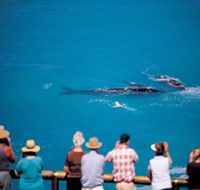 Whale Watching At Head Of Bight - Accommodation in Bendigo