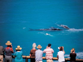 Whale Watching At Head Of Bight - Accommodation in Bendigo 0