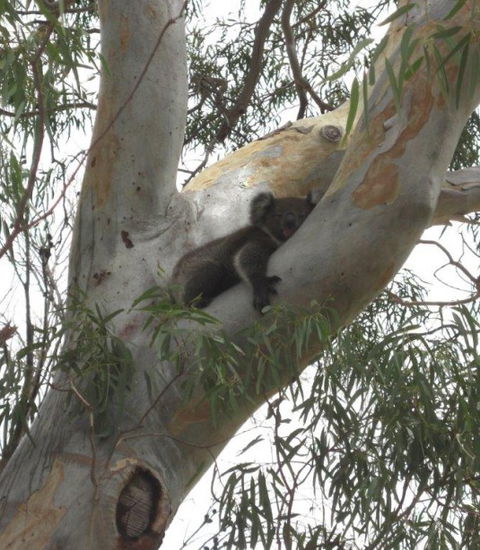 DogRidge - Accommodation in Bendigo 5