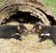 Wing's Wildlife Park - Accommodation in Bendigo
