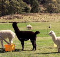 Maydena Country Cabins Accommodation  Alpaca Stud - Accommodation in Bendigo
