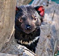 Trowunna Wildlife Sanctuary - Accommodation in Bendigo