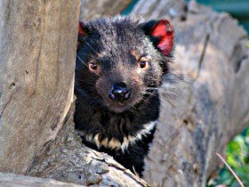 Trowunna Wildlife Sanctuary - Accommodation in Bendigo 0