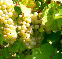 Winstead Vineyard - Accommodation in Bendigo