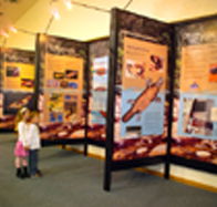 Platypus Experience - Accommodation in Bendigo