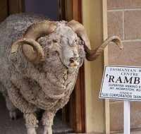 Tasmanian Wool Centre - Accommodation in Bendigo