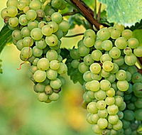 TP Vineyards - Accommodation in Bendigo