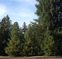 Pialligo Redwood Forest - Accommodation in Bendigo