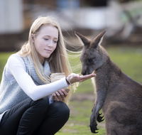 Bonorong Wildlife Sanctuary - Accommodation in Bendigo