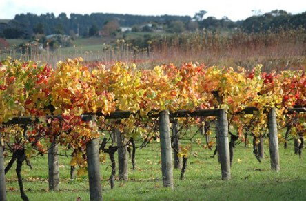 Apsley Gorge Vineyard - Accommodation in Bendigo 0