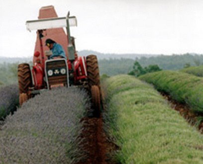 Bridestowe Lavender Farm - Accommodation in Bendigo 0