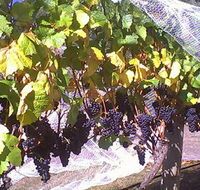 Palmara Vineyard - Accommodation in Bendigo