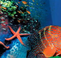 Indo Pacific Marine - Accommodation in Bendigo