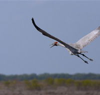Gayngaru Wetlands Interpretive Walk - Accommodation in Bendigo