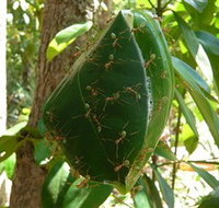 Greenant Creek Walk - Accommodation in Bendigo