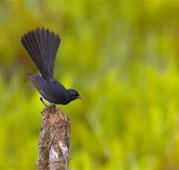 Holmes Jungle Nature Park - Accommodation in Bendigo