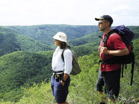 Sunshine Coast Hinterland Great! Walk - Accommodation in Bendigo 0