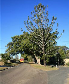 Anzac Avenue Memorial Trees, Beerburrum - Accommodation in Bendigo 0