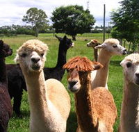 Banyandah Alpacas - Accommodation in Bendigo