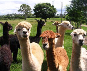 Banyandah Alpacas - Accommodation in Bendigo 0