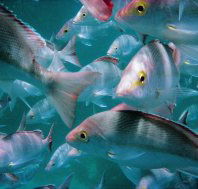 Wolf Rock Dive Site - Accommodation in Bendigo