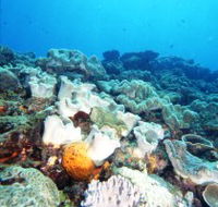 Mudjimba Old Woman Island Dive Site - Accommodation in Bendigo