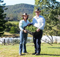 Hinterland Feijoas - Accommodation in Bendigo