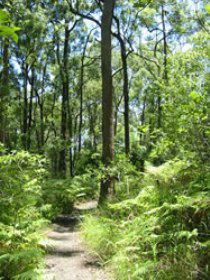 Mapleton Falls National Park - Accommodation in Bendigo 0
