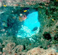 Michaelmas Cay Dive Site - Accommodation in Bendigo