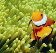 Thetford Reef Dive Site - Accommodation in Bendigo