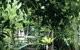 Flecker Botanic Gardens - thumb 0