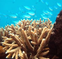Normanby Reef - Accommodation in Bendigo