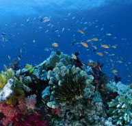 Steve's Bommie Dive Site - Accommodation in Bendigo